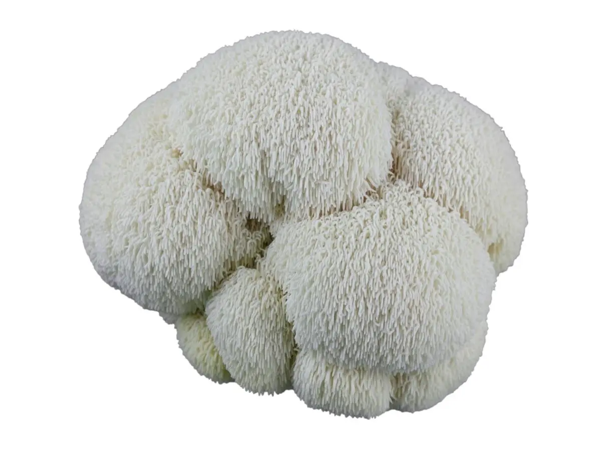How to Grow Lion's Mane Mushrooms - The Complete Indoor Guide 