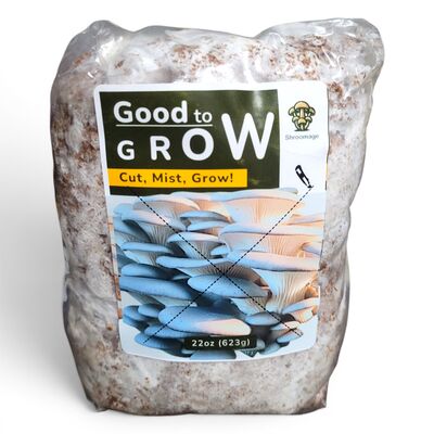 Shroomage Blue Oyster Mushroom Grow Kit -