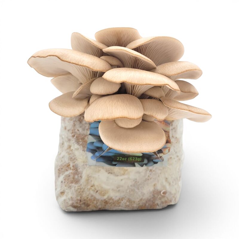 Shroomage Blue Oyster Grow Kit with the Blue Oyster Blooming from the Bag taken Head On
