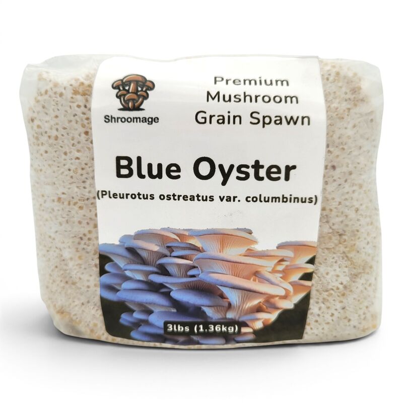 Blue Oyster Grain Spawn (3 lbs)