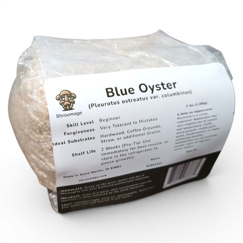 Blue Oyster Mushrooms Fruiting from Grain Spawn