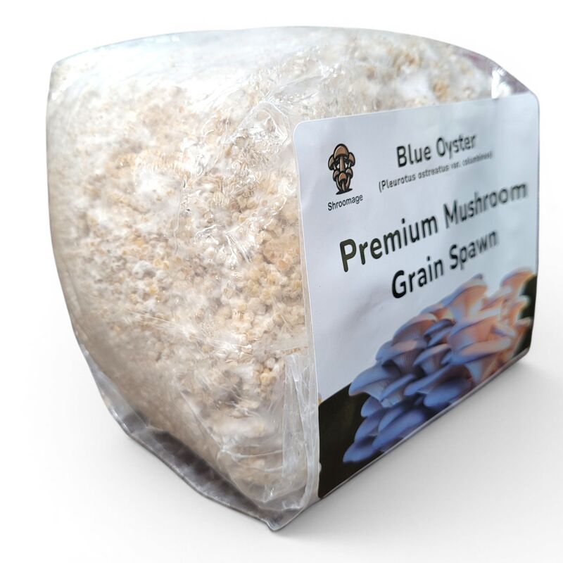 Organic Blue Oyster Grain Spawn Ready for Log Inoculation