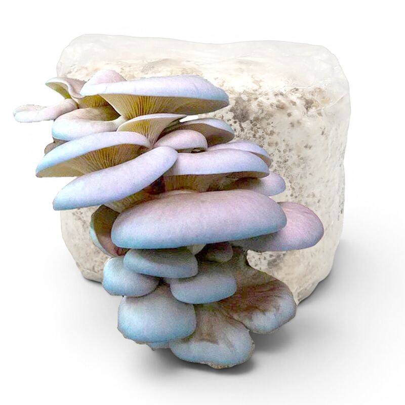 Blue Oyster Mushroom Liquid Culture for Home Growers 