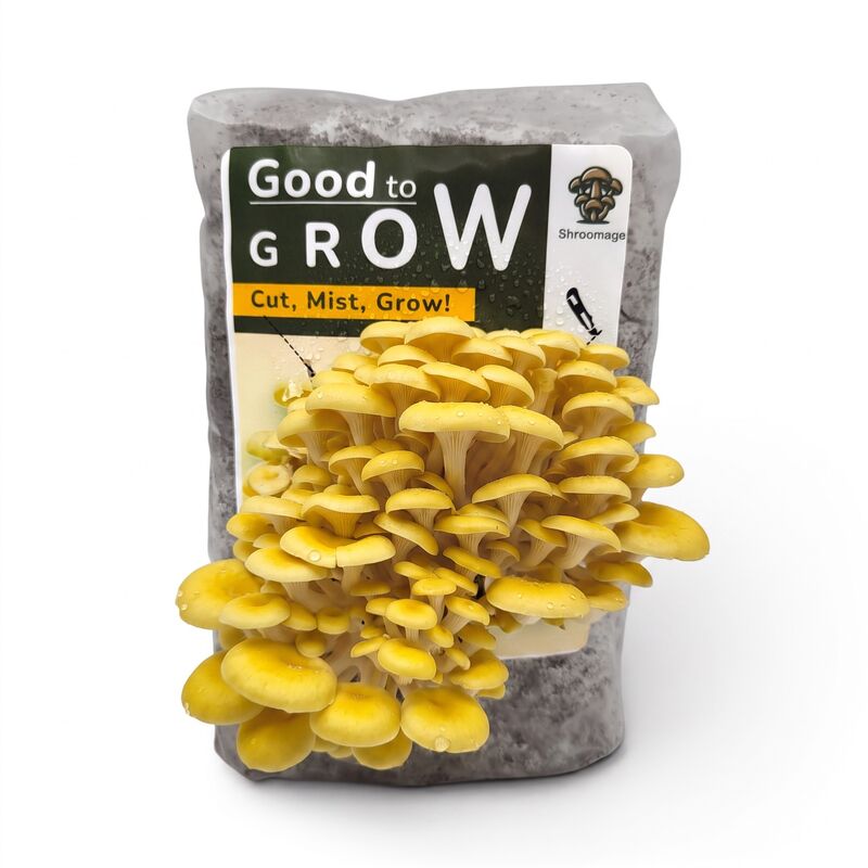 The golden oyster good-to-grow kit with the golden oyster mushrooms blooming out of the front of the bag. 