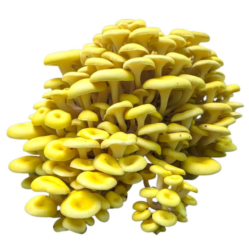 Golden Oyster Mushroom Spawn for Growing Gourmet Mushrooms at Home