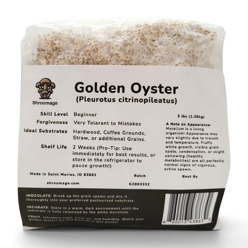 Organic Golden Oyster Grain Spawn - Fully Colonized