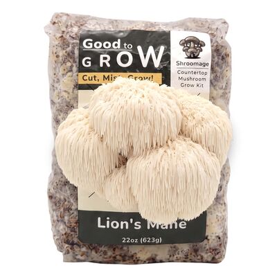 The lion's mane good to grow kit with a large mushroom fruiting from it.
