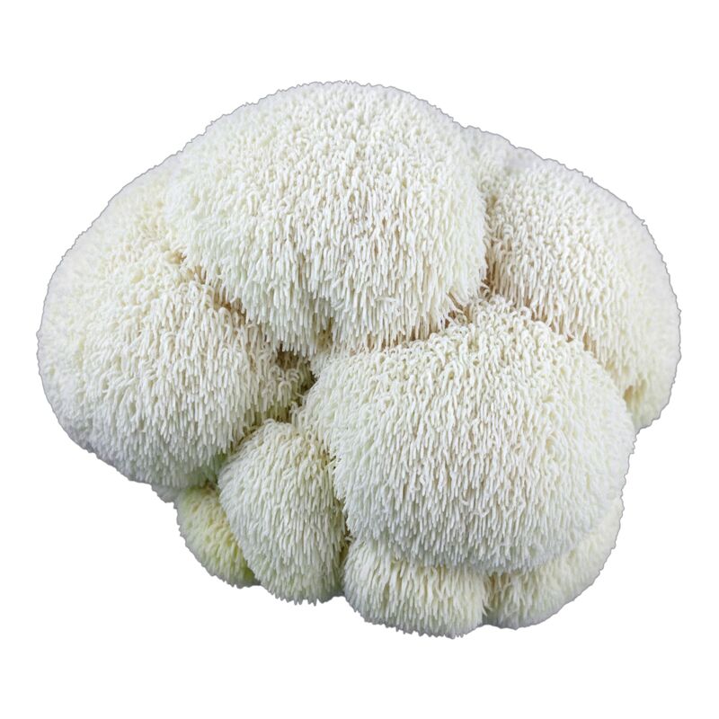 Close-up of a fully matured, fluffy white Lion's Mane mushroom fruiting body, showcasing its cascading, icicle-like teeth, grown locally in the United States. 