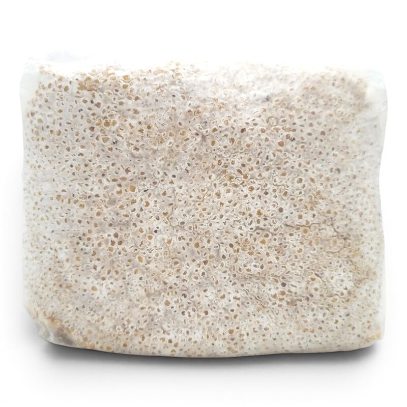 Transparent 3-pound mushroom grow bag without a label, revealing dense, healthy white Lion's Mane mycelium fully colonizing sterilized whole grains. 
