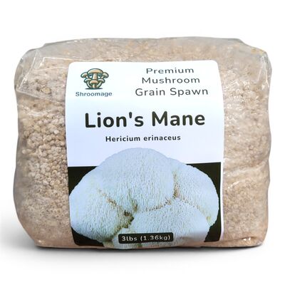Front view of a sealed 3-pound Lion's Mane mushroom grain spawn bag featuring a branded front sticker, resting on a flat surface. Ready for US climate indoor cultivation.
