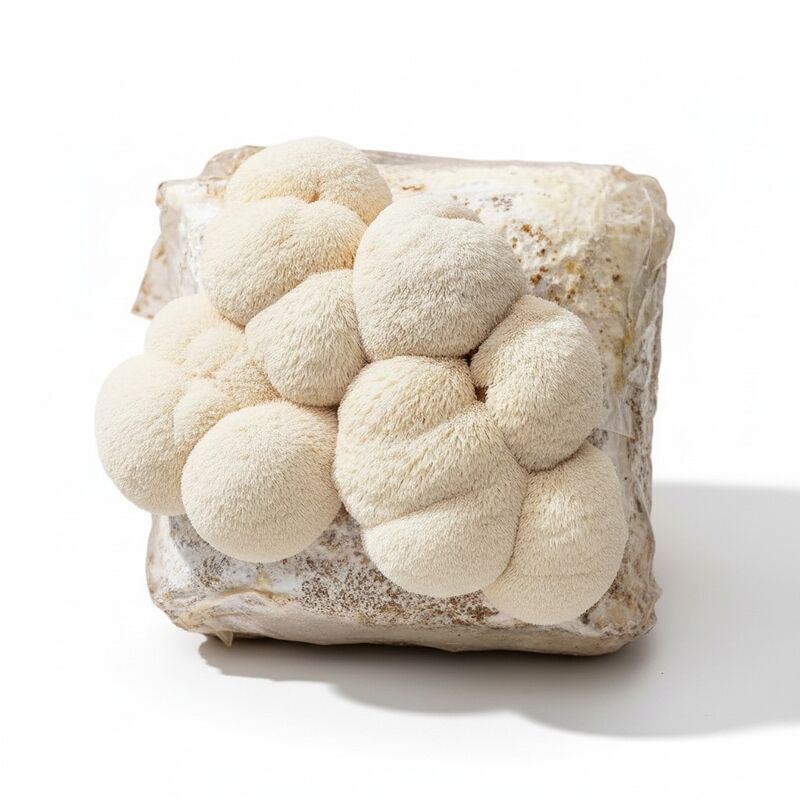 Healthy Lion's Mane mushrooms fruiting from a substrate block, grown from live liquid culture mycelium.