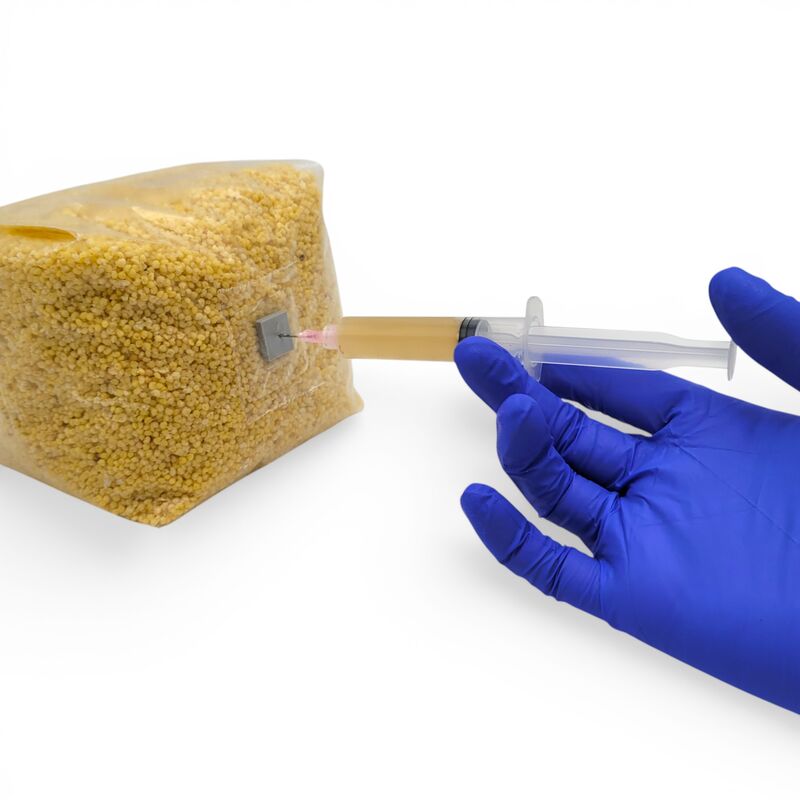 A cultivator injecting liquid mushroom culture through the self-healing injection port of a Shroomage 3 lb sterilized millet grain substrate bag.