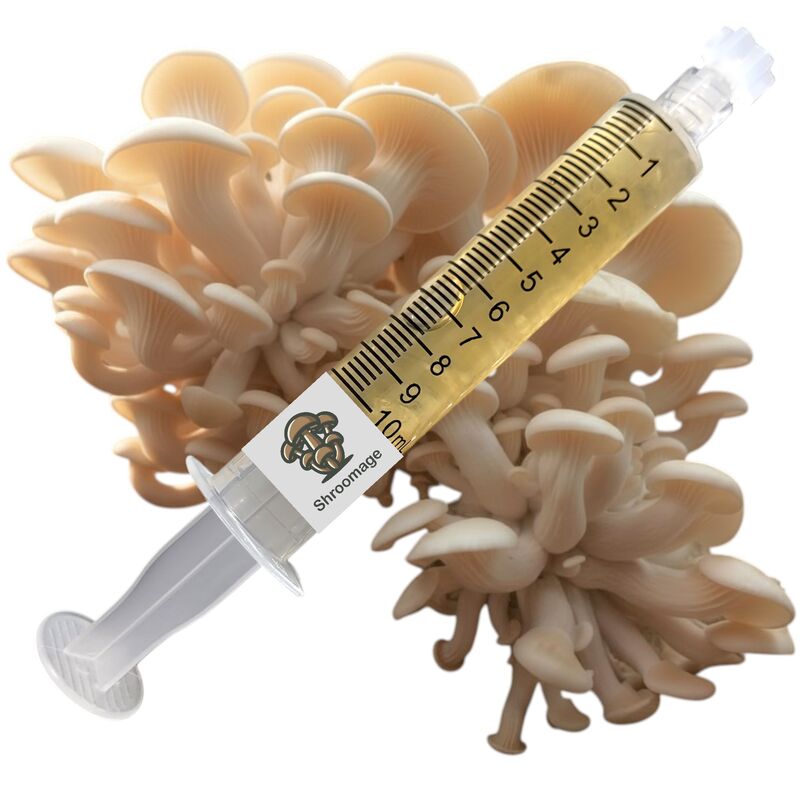 A mushroom liquid culture applicator is sitting in front of a plumb bunch of pearl oyster mushrooms.