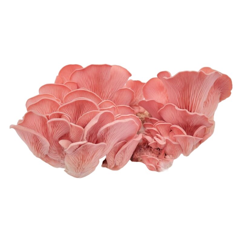 Pleurotus djamor Grain Spawn
