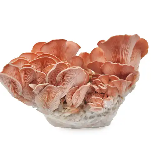 Pleurotus