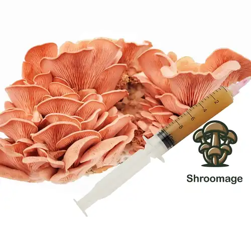 Pink Oyster Liquid Culture