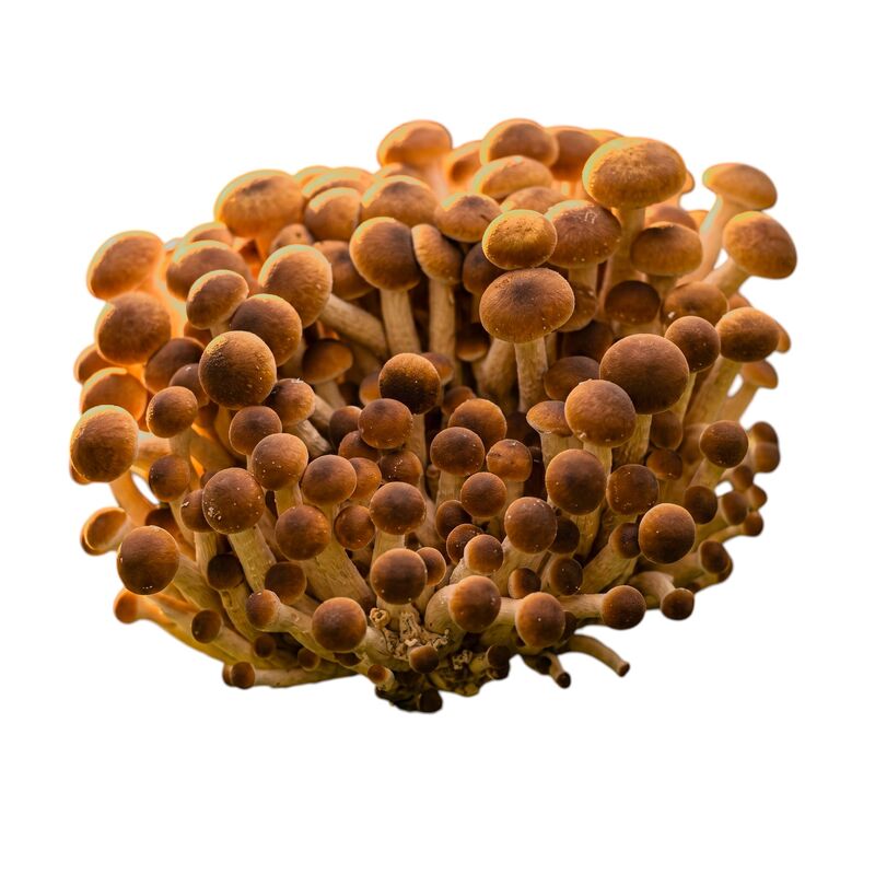 A nice beautiful clump of pioppino mushrooms.