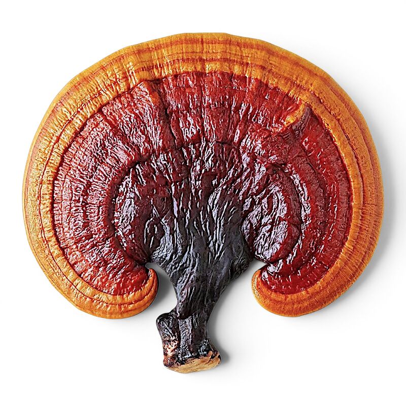 A large, mature Red Reishi mushroom conk grown from premium grain spawn, showcasing its distinct glossy red surface.