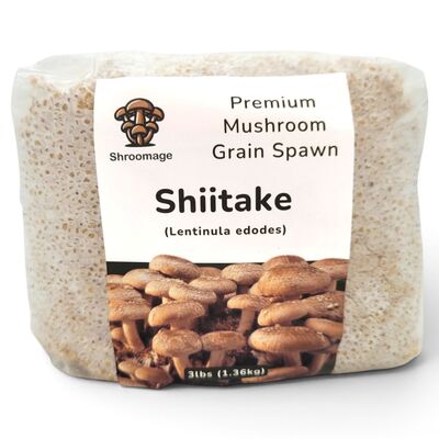 Shiitake