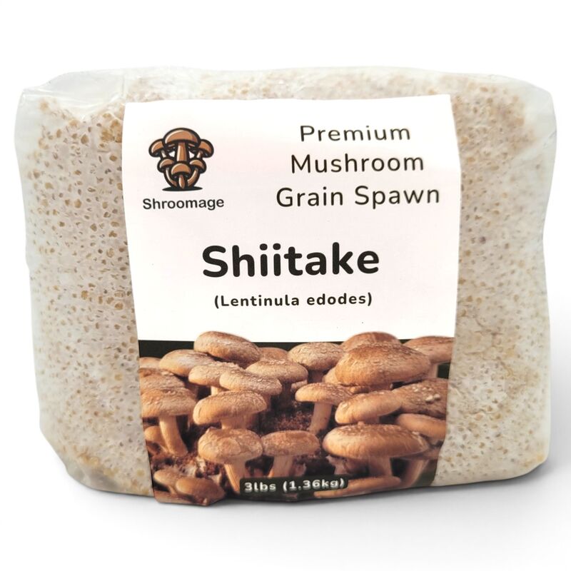 Shiitake
