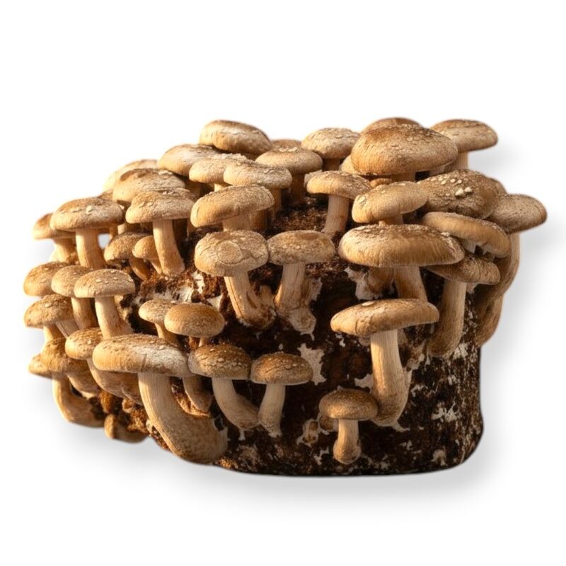 A fully colonized sawdust substrate block profusely fruiting mature Shiitake mushrooms with distinct brown caps, demonstrating the successful result of using the 10ml liquid culture.