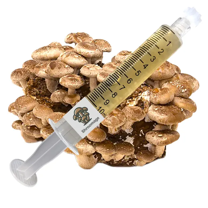 Shiitake